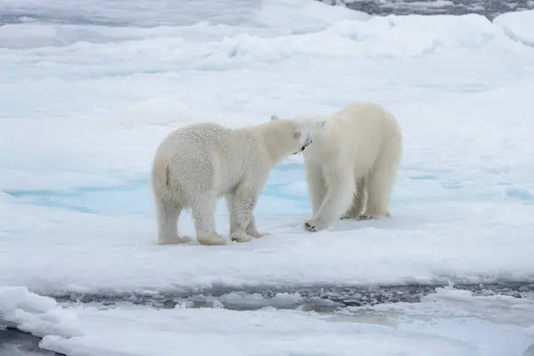 Két Fiatal Vad Jegesmedvék Játszik Jégtáblák Sarkvidéki Tengeri Északi Svalbard — Stock Fotó