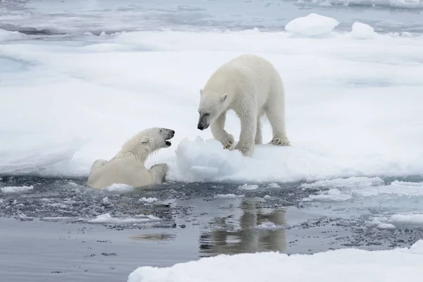 Két Fiatal Vad Jegesmedvék Játszik Jégtáblák Sarkvidéki Tengeri Északi Svalbard — Stock Fotó