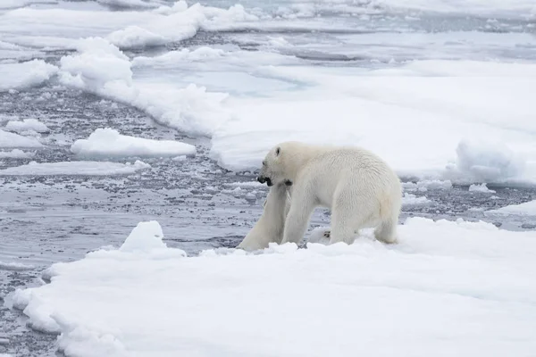 Twee Jonge Wilde Ijsberen Spelen Pakijs Het Arctische Zee Ten — Stockfoto