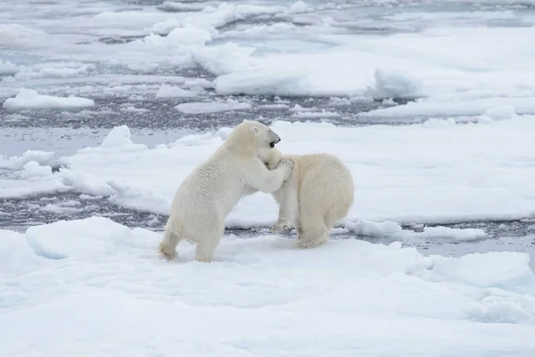 Két Fiatal Vad Jegesmedvék Játszik Jégtáblák Sarkvidéki Tengeri Északi Svalbard — Stock Fotó