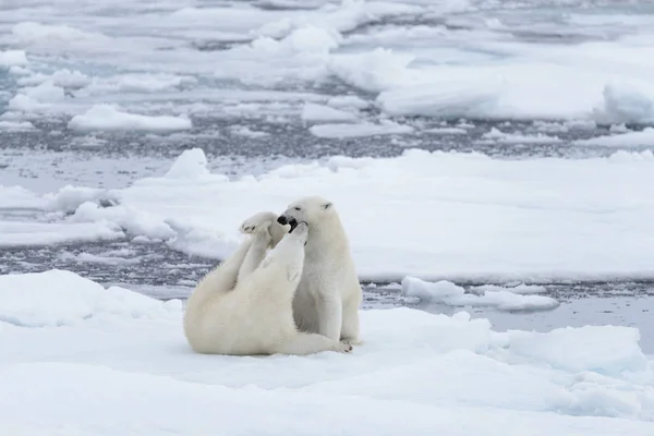 两只年轻的野生北极熊在北冰洋的冰上玩耍 — 图库照片