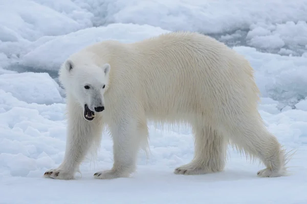 北極海の氷に野生のホッキョクグマをクローズ アップ — ストック写真