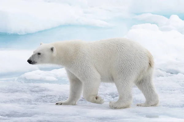 Yabani kutup ayısı Arctic deniz buz paketi suda oluyor
