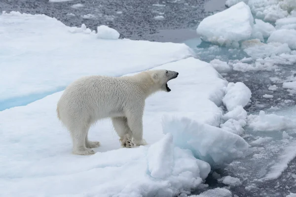 Wild Polar Bear Pack Ice Arctic Sea — Stock Photo, Image