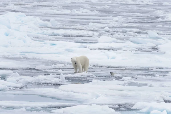 Genç Vahşi Kutup Kuzeyinde Svalbard Arctic Deniz Buz Paketi Oynamak — Stok fotoğraf