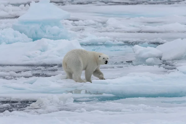 Dos Jóvenes Osos Polares Salvajes Jugando Sobre Hielo Mar Ártico —  Fotos de Stock