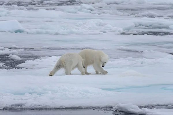 北極海の流氷で遊ぶ 若い野生のホッキョクグマは — ストック写真