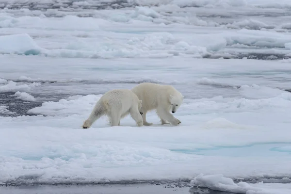 Twee Jonge Wilde Ijsberen Spelen Pakijs Het Arctische Zee — Stockfoto