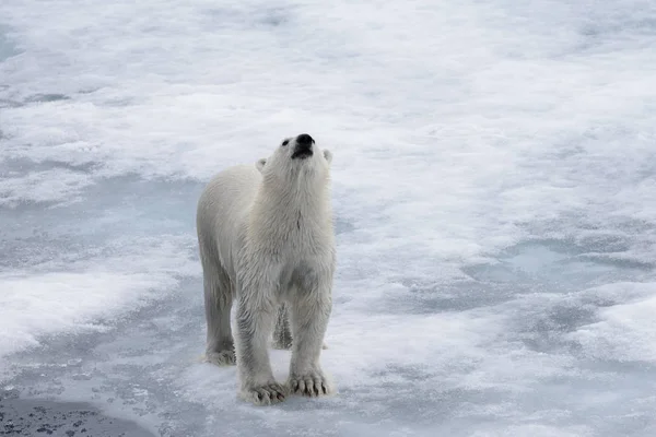 北極海のパック氷の上に行く湿っホッキョクグマ — ストック写真