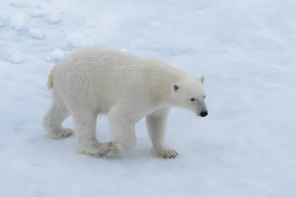 Wilder Eisbär Auf Packeis Der Arktis — Stockfoto