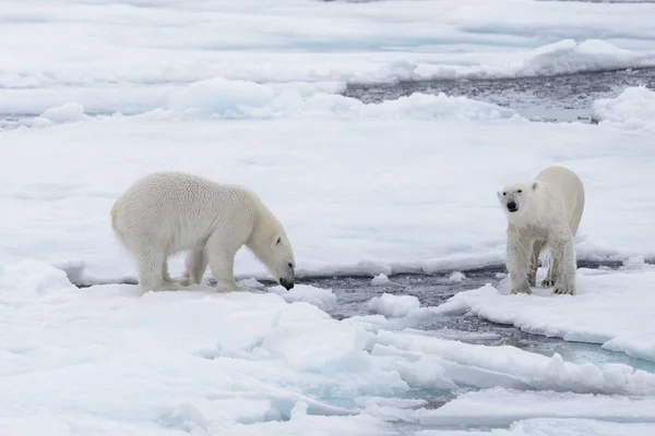 Dos Jóvenes Osos Polares Salvajes Jugando Sobre Hielo Mar Ártico —  Fotos de Stock