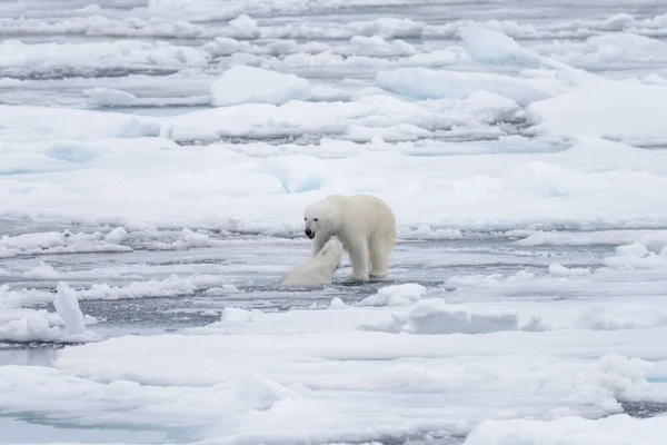 Dos Jóvenes Osos Polares Salvajes Jugando Sobre Hielo Mar Ártico —  Fotos de Stock