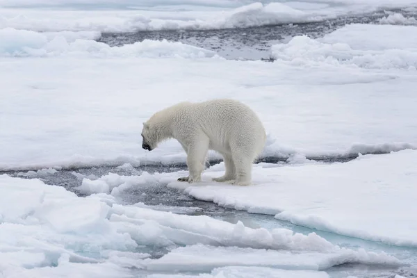 Dos Jóvenes Osos Polares Salvajes Jugando Sobre Hielo Mar Ártico — Foto de Stock