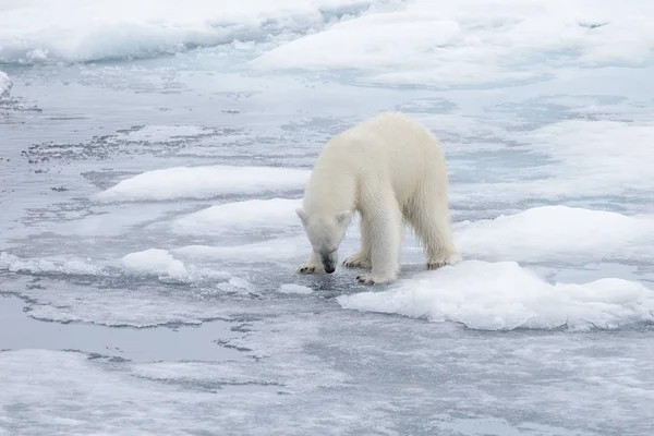 Yabani Kutup Ayısı Üzerinde Arctic Deniz Buz Paketi Arıyorsunuz — Stok fotoğraf