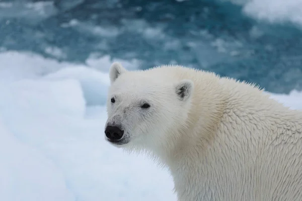 Polar Bear Ursus Maritimus Head Close — Stock Photo, Image