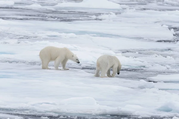 Två Unga Vilda Isbjörnar Spelar Packisen Arktiska Havet Norr Svalbard — Stockfoto