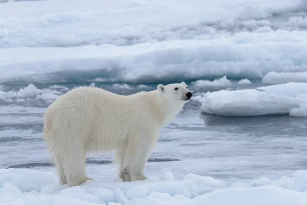 Oso Polar Salvaje Paquete Hielo Mar Ártico Cerca —  Fotos de Stock