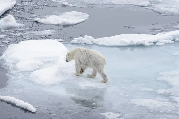 Вологий Білий Ведмідь Йде Кригу Арктичному Морі — стокове фото