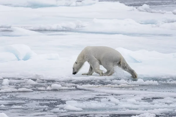 Orso Polare Bagnato Che Branco Ghiaccio Nel Mare Artico — Foto Stock