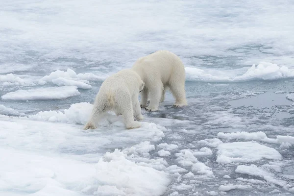 Due Giovani Orsi Polari Selvatici Che Giocano Sul Pack Ice — Foto Stock