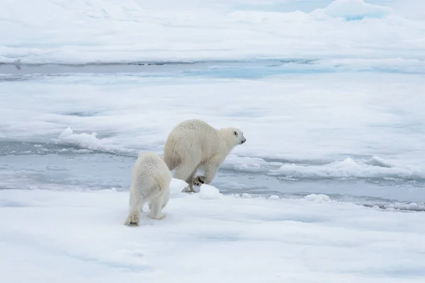 Два Молодих Диких Моржі Грає Pack Льоду Арктичні Моря Півночі — стокове фото