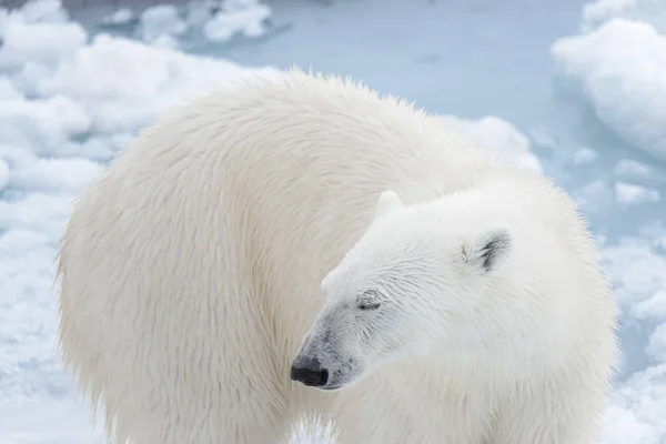 Polar bear\'s (Ursus maritimus) head close up