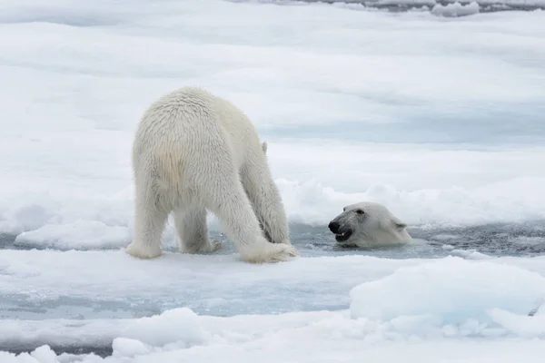 Deux Jeunes Ours Polaires Sauvages Jouent Sur Banquise Mer Arctique — Photo