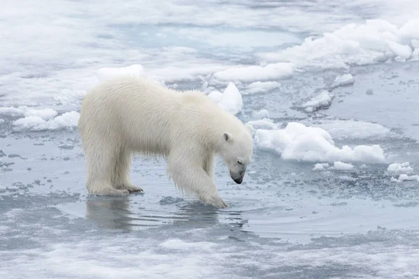 野生のホッキョクグマが北極海の氷の上に水の彼の反射を — ストック写真