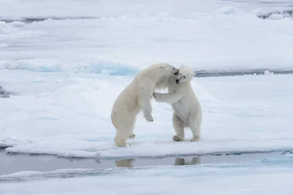 Dos Jóvenes Osos Polares Salvajes Jugando Sobre Hielo Mar Ártico — Foto de Stock