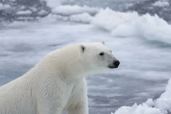 Oso Polar Salvaje Paquete Hielo Mar Ártico — Foto de Stock