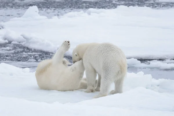 Dos Jóvenes Osos Polares Salvajes Jugando Sobre Hielo Mar Ártico — Foto de Stock