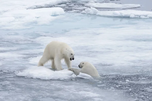 Genç Vahşi Kutup Kuzeyinde Svalbard Arctic Deniz Buz Paketi Oynamak — Stok fotoğraf