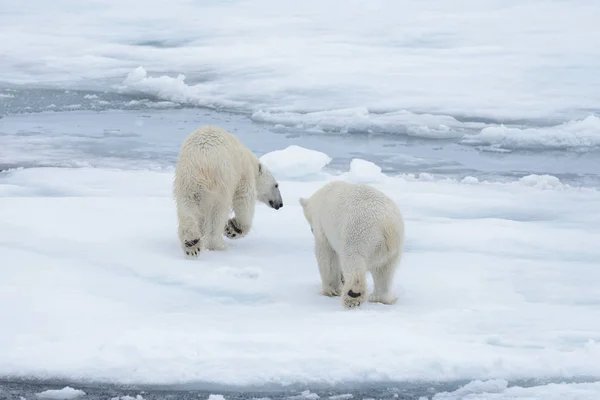 Dos Jóvenes Osos Polares Salvajes Jugando Sobre Hielo Mar Ártico — Foto de Stock