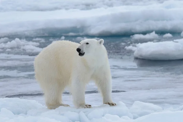 Oso Polar Salvaje Paquete Hielo Mar Ártico — Foto de Stock