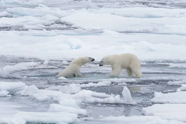 Twee Jonge Wilde Ijsberen Spelen Pakijs Het Arctische Zee Ten — Stockfoto