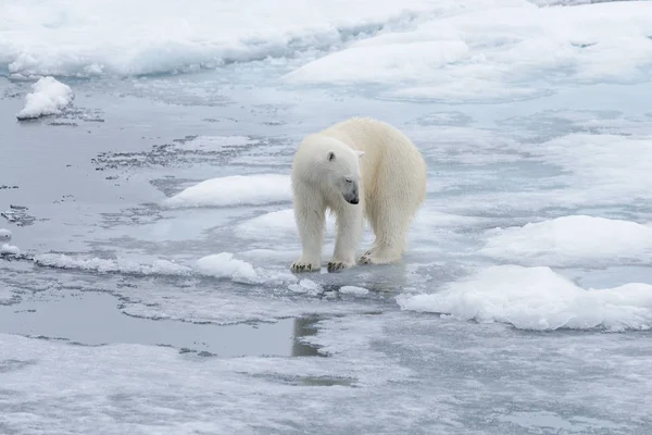 Dos Jóvenes Osos Polares Salvajes Jugando Sobre Hielo Mar Ártico —  Fotos de Stock