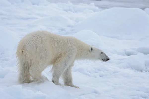 Wilder Eisbär Auf Packeis Arktischen Meer Aus Nächster Nähe — Stockfoto