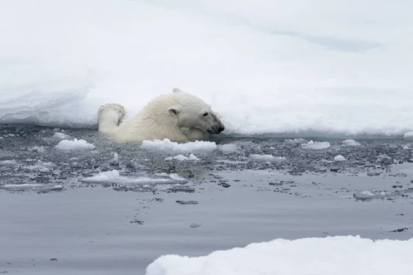 Urso Polar Ursus Maritimus Nadando Mar Ártico Perto — Fotografia de Stock