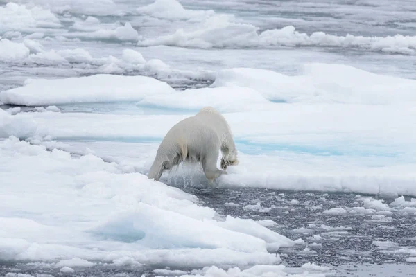 Oso Polar Mojado Paquete Hielo Mar Ártico — Foto de Stock