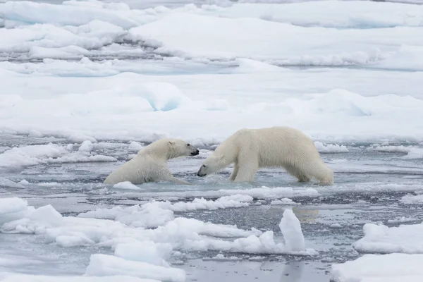 Dos Jóvenes Osos Polares Salvajes Jugando Sobre Hielo Mar Ártico — Foto de Stock