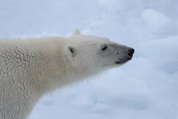Niedźwiedź Polarny Ursus Maritimus Głowica Bliska — Zdjęcie stockowe