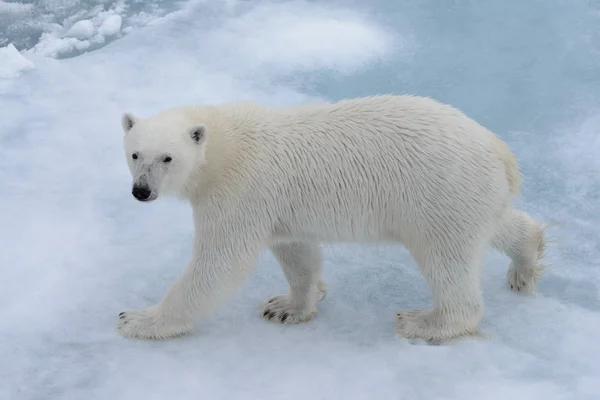 Arctic Deniz Buz Paketi Üzerinde Yabani Kutup Ayısı Yakın Çekim — Stok fotoğraf