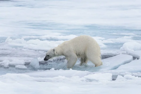 Wet Polar Bear Shaking Pack Ice Arctic Sea — Stock Photo, Image