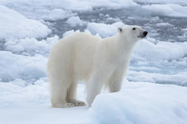 Arctic Deniz Buz Paketi Üzerinde Yabani Kutup Ayısı Yakın Çekim — Stok fotoğraf