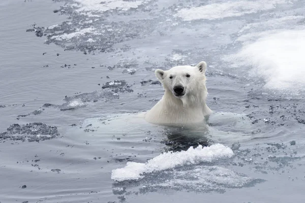 Urso Polar Ursus Maritimus Nadando Mar Ártico Perto — Fotografia de Stock