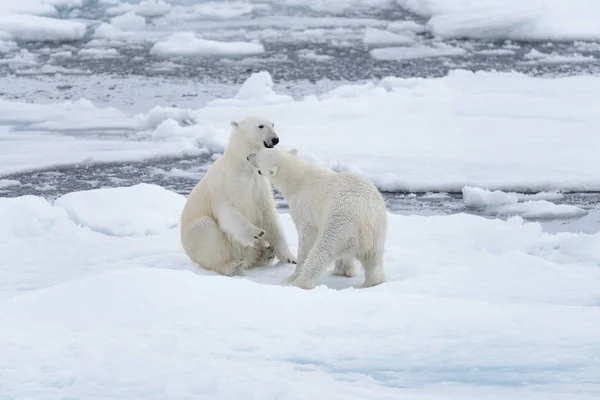 Два Молодых Белых Медведя Играют Паковом Льду Арктическом Море — стоковое фото