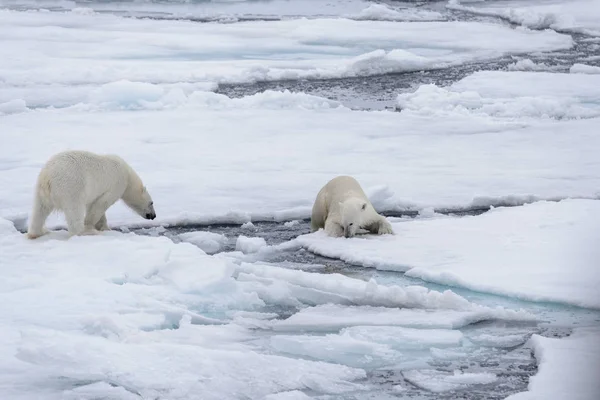 Két Fiatal Vad Jegesmedvék Játszik Jégtáblák Sarkvidéki Tengeri Északi Svalbard — Stock Fotó