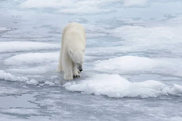 Genç Vahşi Kutup Kuzeyinde Svalbard Arctic Deniz Buz Paketi Oynamak — Stok fotoğraf