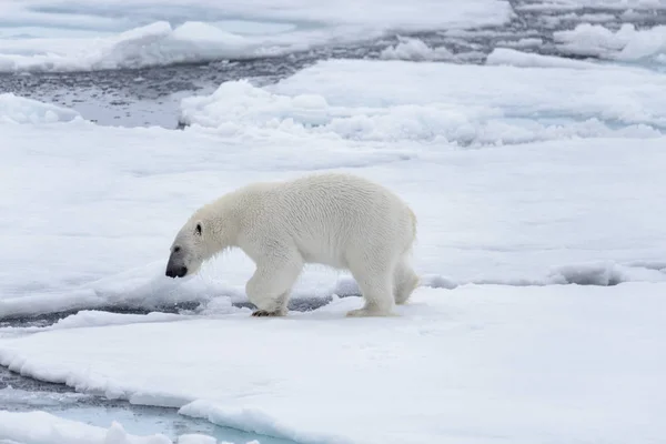 Két Fiatal Vad Jegesmedvék Játszik Jégtáblák Sarkvidéki Tengeri Északi Svalbard — Stock Fotó