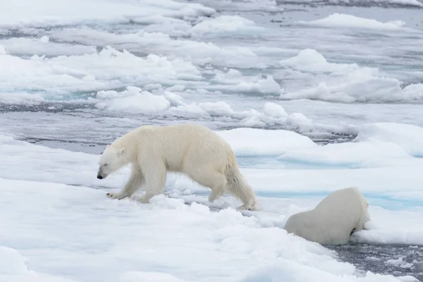 Två Unga Vilda Isbjörnar Spelar Packisen Arktiska Havet Norr Svalbard — Stockfoto